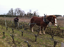 concours de chevaux de traits