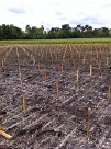 Plantation de 1 ha de cabernets sauvignons