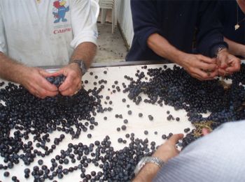 Sélection des raisins